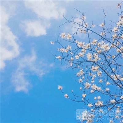 诛仙西游满v版下载